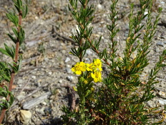 Deinandra fasciculata