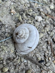Sonorella allynsmithi