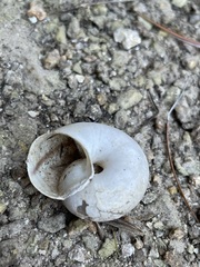 Sonorella allynsmithi