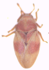Mcateella elongata