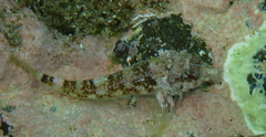 Enneapterygius atrogulare