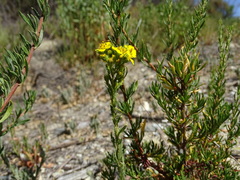 Deinandra fasciculata