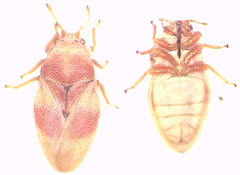 Mcateella elongata