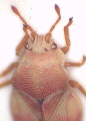 Mcateella elongata