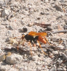 Cryptocheilus australis