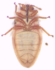Mcateella elongata