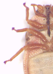 Mcateella elongata