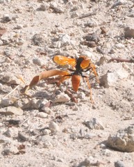 Cryptocheilus australis