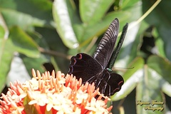 Papilio karna