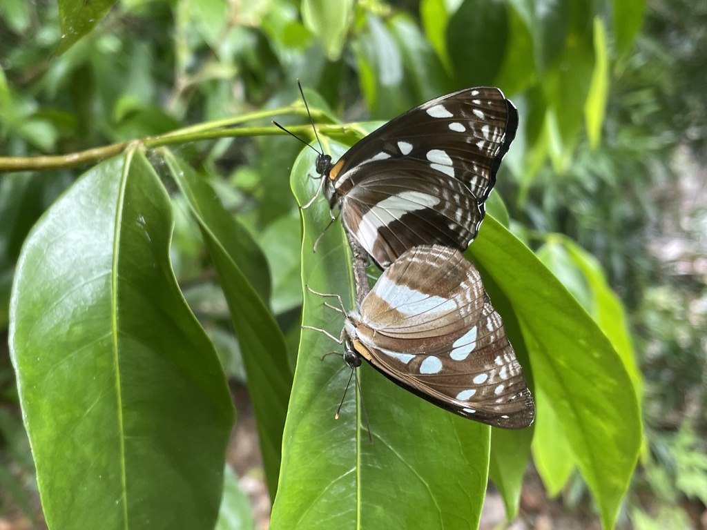 Common Aeroplane
