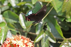 Papilio karna