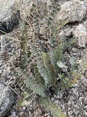 Astrolepis integerrima