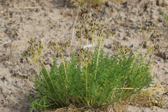 Lomatium grayi depauperatum
