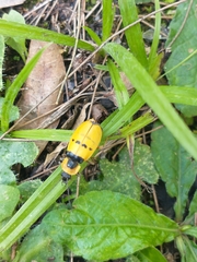 Chauliognathus missionum