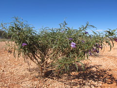 Eremophila gilesii