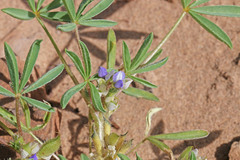 Lupinus kingii