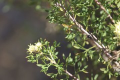 Hakea varia