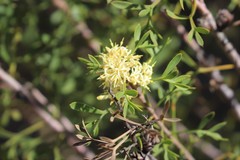 Hakea varia