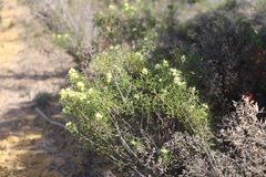 Hakea varia