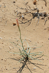 Lygodesmia grandiflora dianthopsis