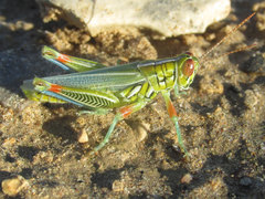 Hesperotettix viridis viridis