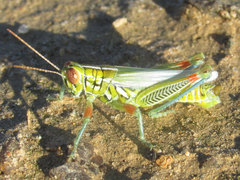 Hesperotettix viridis viridis