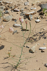 Lygodesmia grandiflora dianthopsis