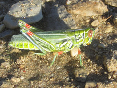 Hesperotettix viridis viridis
