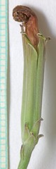Lygodesmia grandiflora dianthopsis