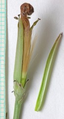 Lygodesmia grandiflora dianthopsis