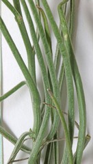 Lygodesmia grandiflora dianthopsis