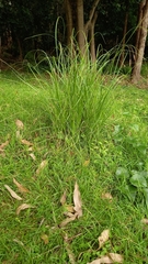 Carex longebrachiata