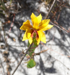 Goodenia trinervis