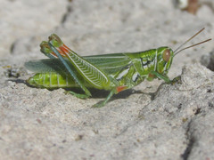 Hesperotettix viridis viridis