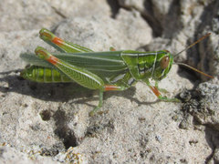 Hesperotettix viridis viridis