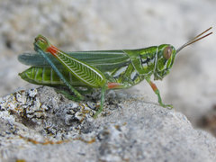 Hesperotettix viridis viridis