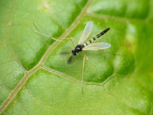 Phaenopsectra vittata