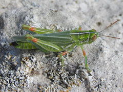 Hesperotettix viridis viridis