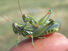 Hesperotettix viridis viridis