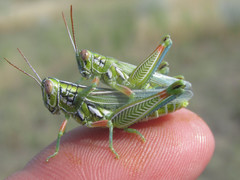 Hesperotettix viridis viridis
