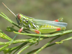 Hesperotettix viridis viridis