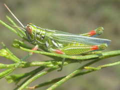 Hesperotettix viridis viridis