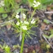 Ptilimnium capillaceum - Photo (c) leanns, algunos derechos reservados (CC BY-NC), uploaded by leanns