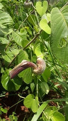 Aristolochia esperanzae