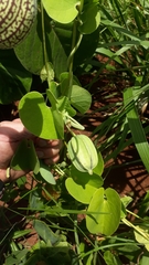 Aristolochia esperanzae