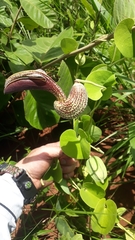 Aristolochia esperanzae
