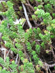 Sedum moranense