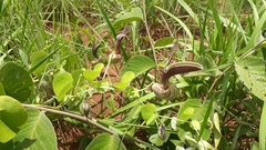 Aristolochia esperanzae