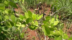 Aristolochia esperanzae