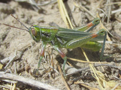 Hesperotettix viridis viridis